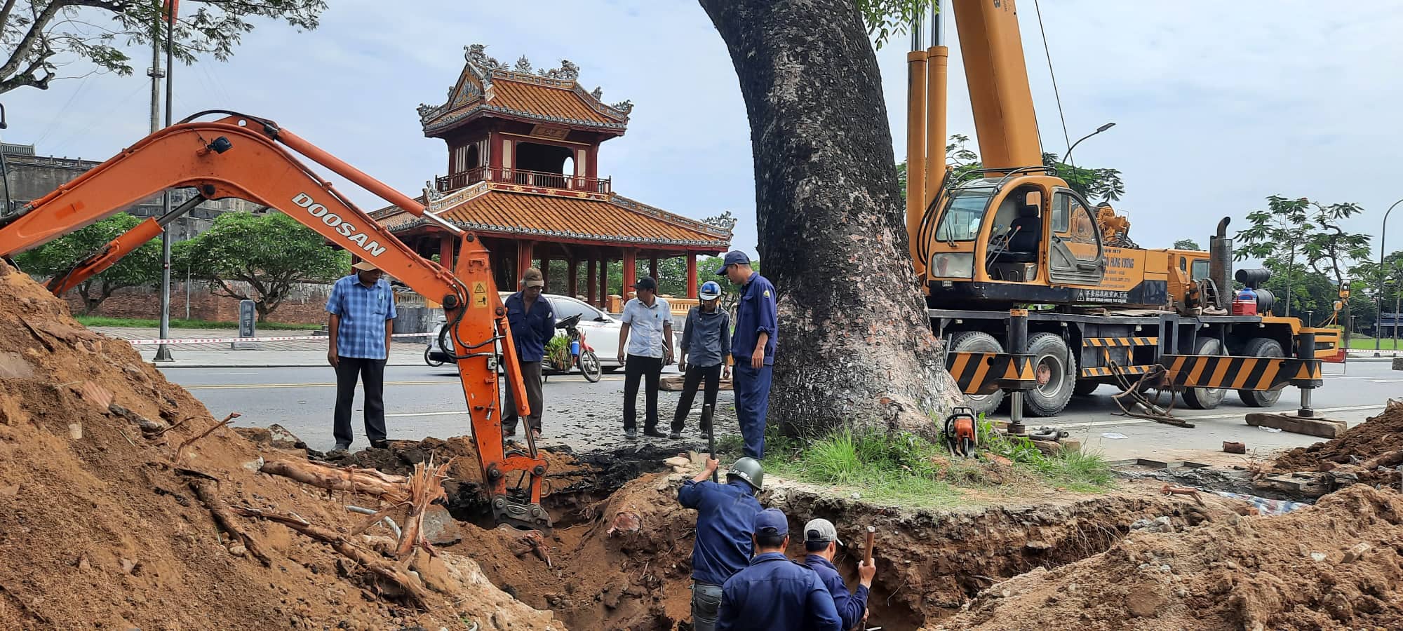  Huế di dời x&agrave; cừ cổ thụ 150 tuổi giữa m&ugrave;a h&egrave; - Ảnh 7.