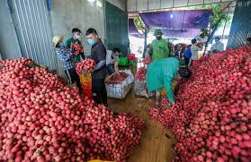 Hàng trăm thương lái Trung Quốc đã được cấp thị thực để đến Bắc Giang mua vải thiều