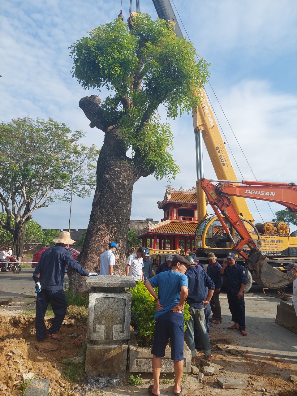  Huế di dời x&agrave; cừ cổ thụ 150 tuổi giữa m&ugrave;a h&egrave; - Ảnh 5.