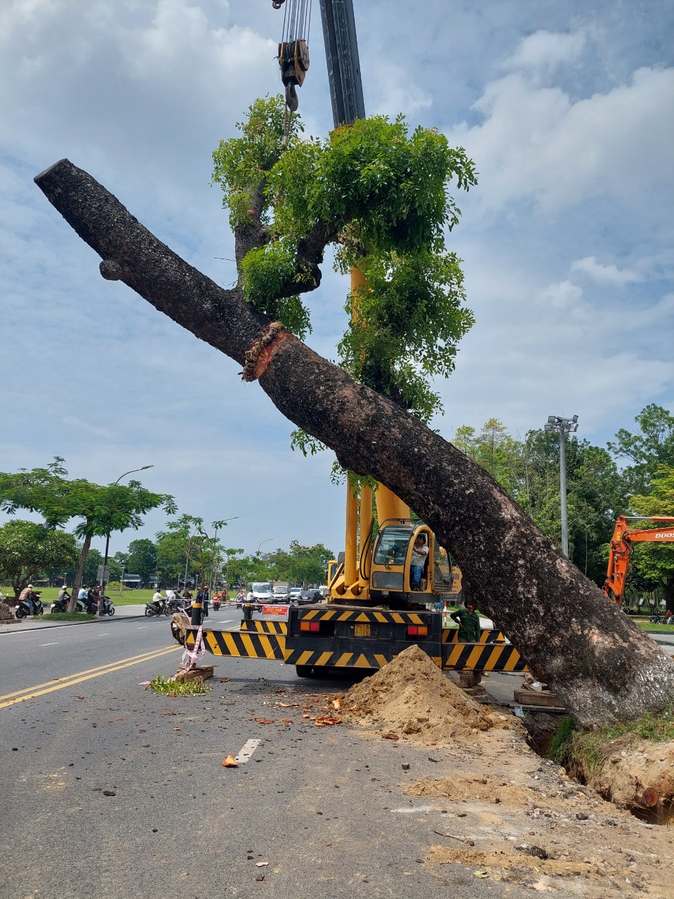  Huế di dời x&agrave; cừ cổ thụ 150 tuổi giữa m&ugrave;a h&egrave; - Ảnh 2.