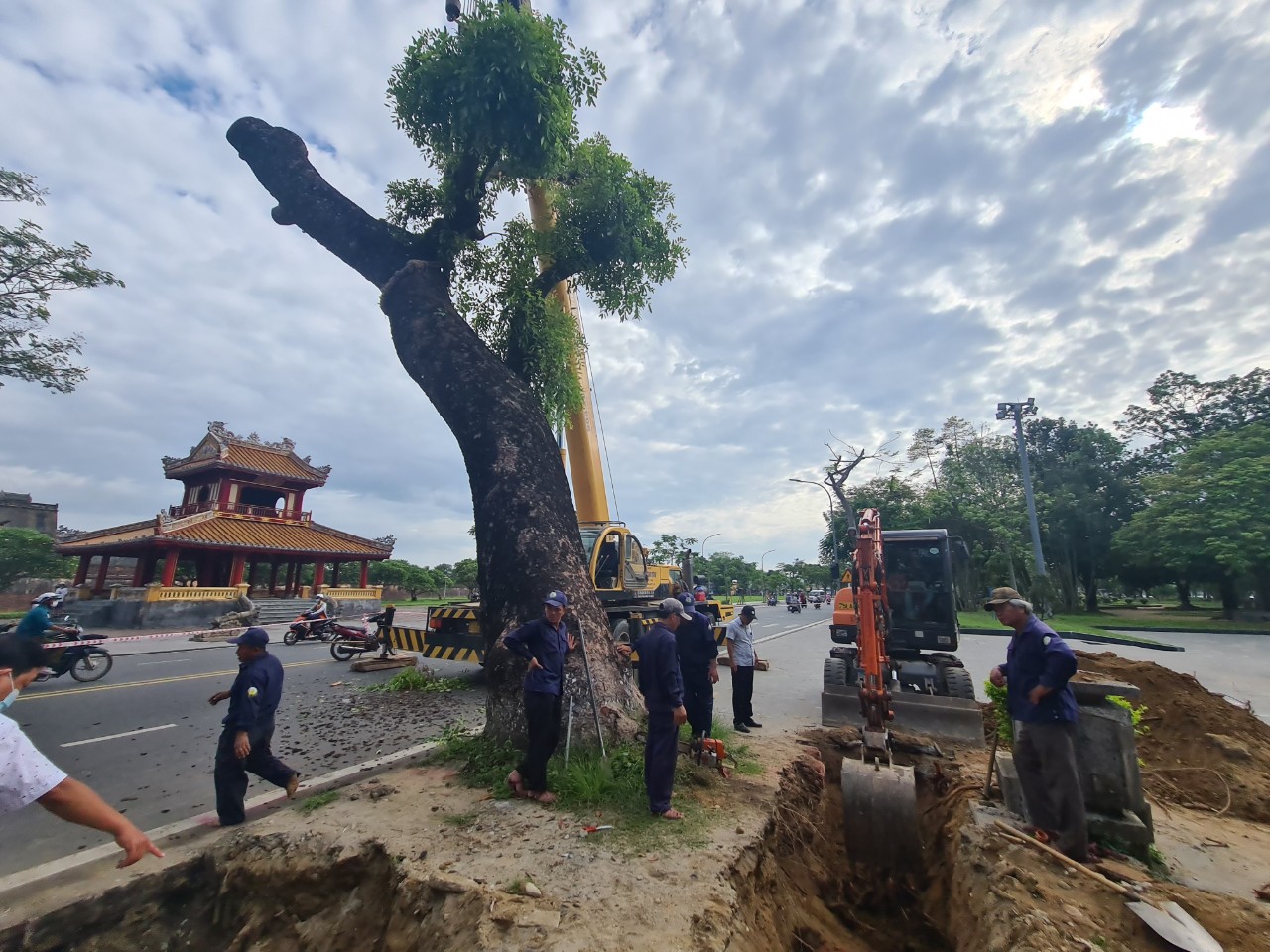  Huế di dời x&agrave; cừ cổ thụ 150 tuổi giữa m&ugrave;a h&egrave; - Ảnh 6.