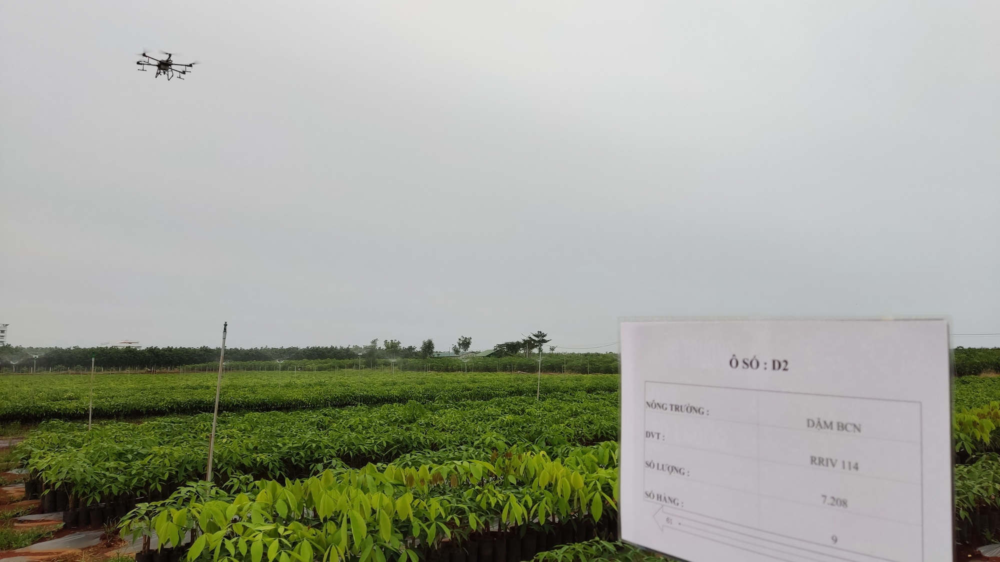 Choáng ngợp với vườn giống cây cao su 1 triệu cây đều tăm tắp