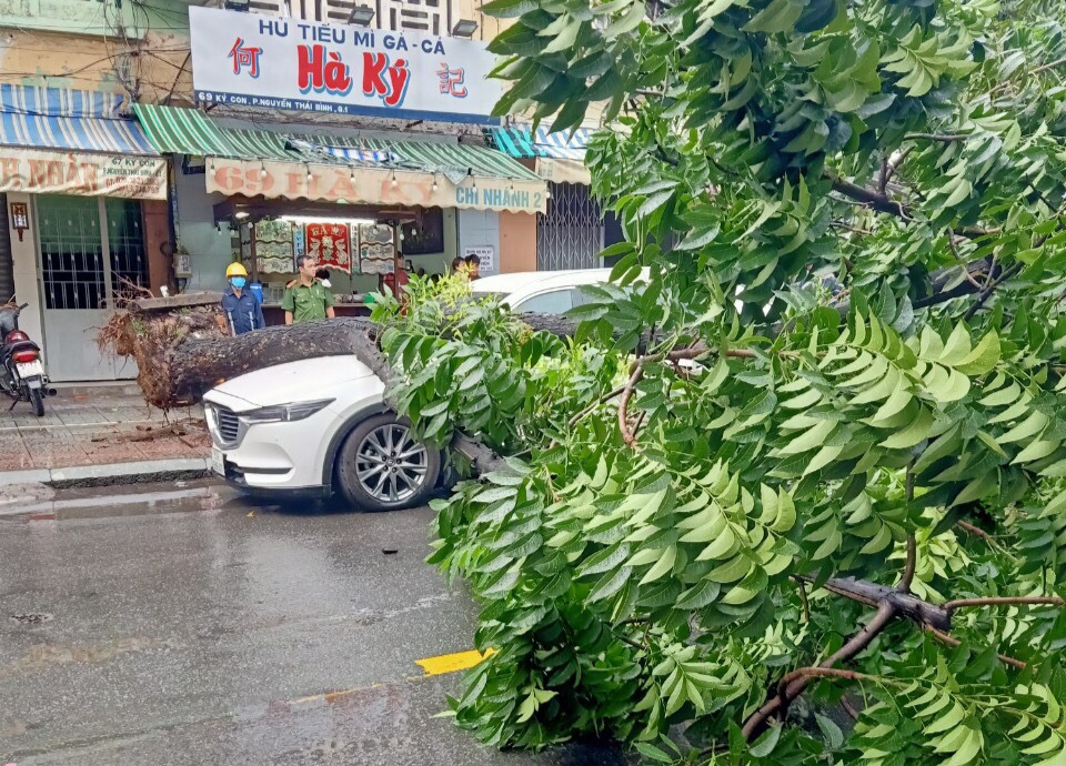 Lại thêm cây xanh bật gốc, đè trúng ô tô trên đường - Ảnh 3.