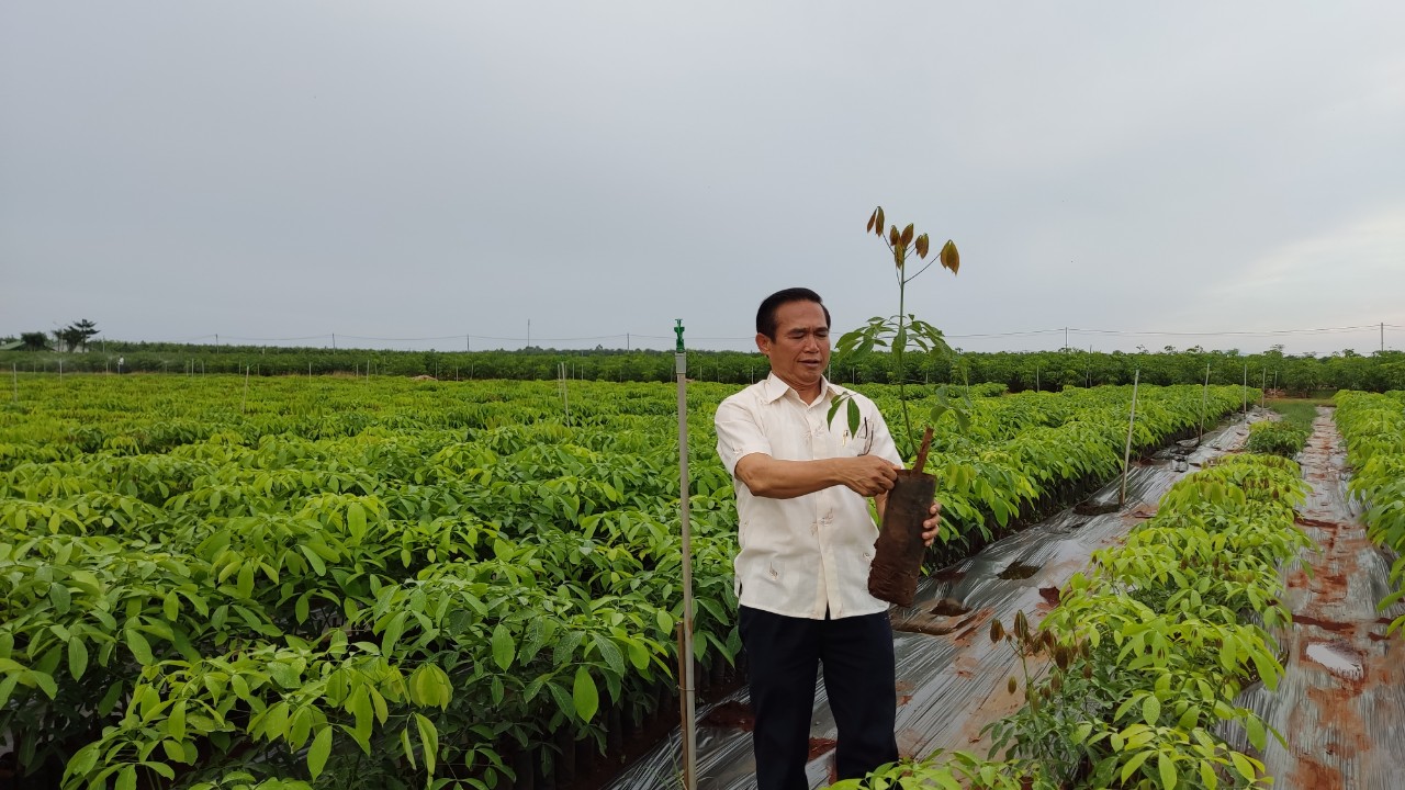 Cho&aacute;ng ngợp với vườn giống c&acirc;y cao su 1 triệu c&acirc;y đều tăm tắp - Ảnh 4.
