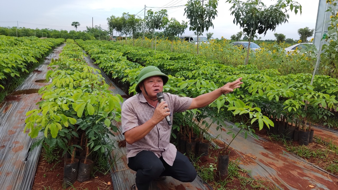 Cho&aacute;ng ngợp với vườn giống c&acirc;y cao su 1 triệu c&acirc;y đều tăm tắp - Ảnh 2.