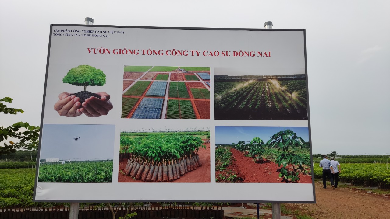 Cho&aacute;ng ngợp với vườn giống c&acirc;y cao su 1 triệu c&acirc;y đều tăm tắp - Ảnh 1.