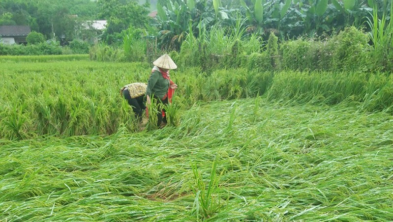Quảng Bình: Nông dân điêu đứng vì gần 3.000 ha lúa vụ Đông - Xuân bị đổ rạp, lên mộng