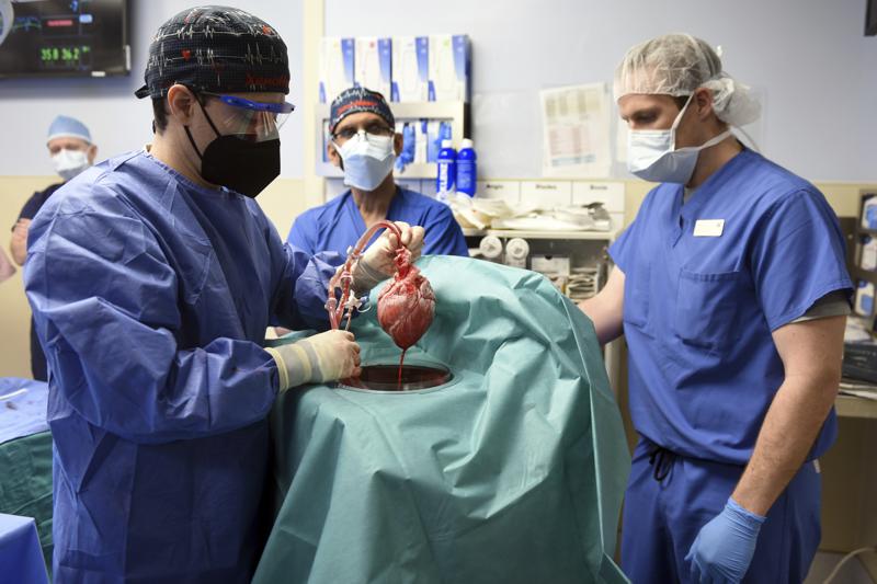 Virus b&iacute; ẩn l&agrave; thủ phạm giết chết người được gh&eacute;p tim heo? - Ảnh 1.