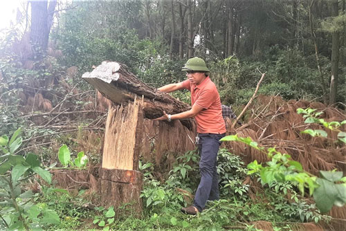 Chặt phá tan hoang rừng phòng hộ