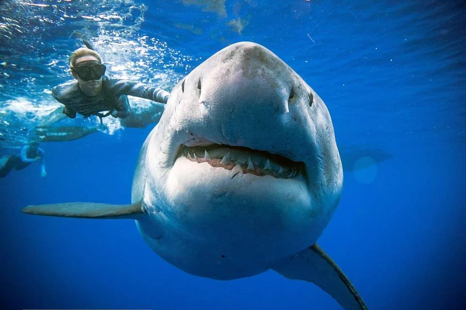 Mãnh thú "tiêu diệt" siêu cá mập Megalodon vẫn còn sống
