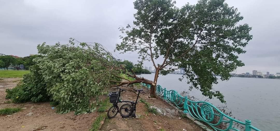 Ngỡ ngàng khi "cây cô đơn" cạnh hồ Tây bất ngờ bị chặt trộm