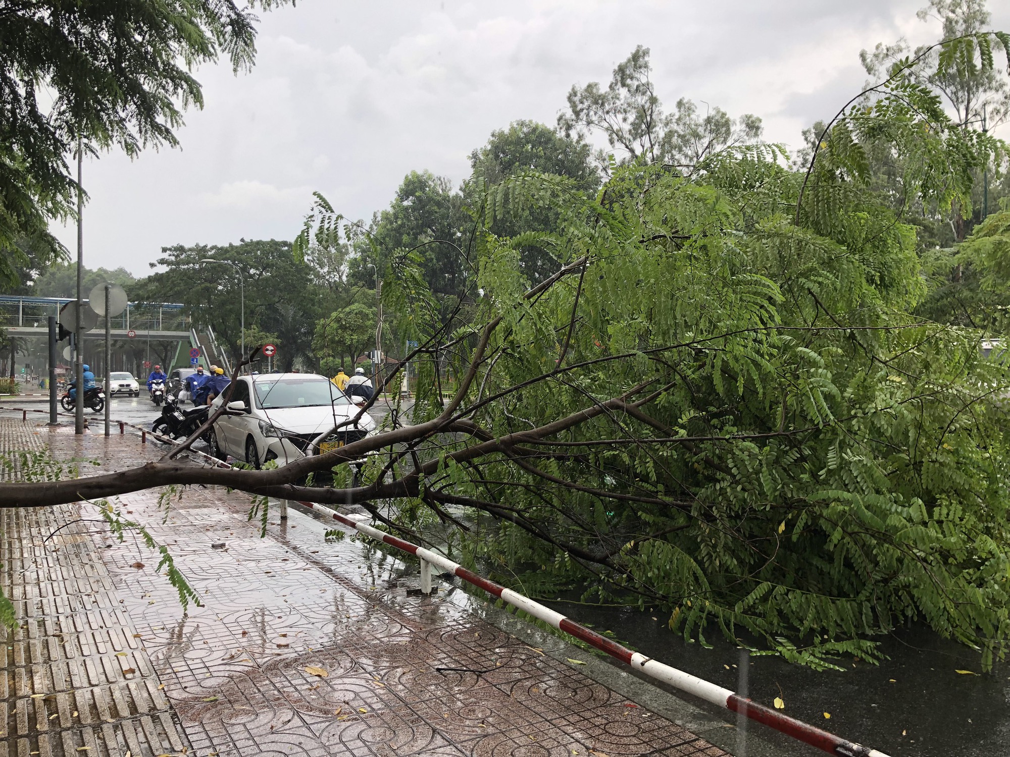 TP HCM: Mưa lớn nhiều nơi, cây xanh bật gốc ngã đè ôtô