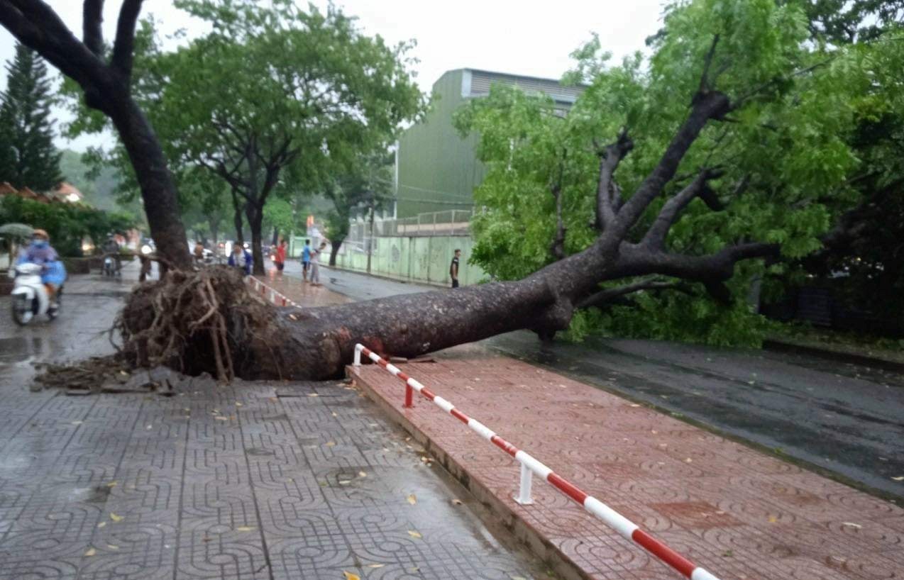 Cây xanh gần 20 mét trên đường phố TP HCM bật gốc trong mưa