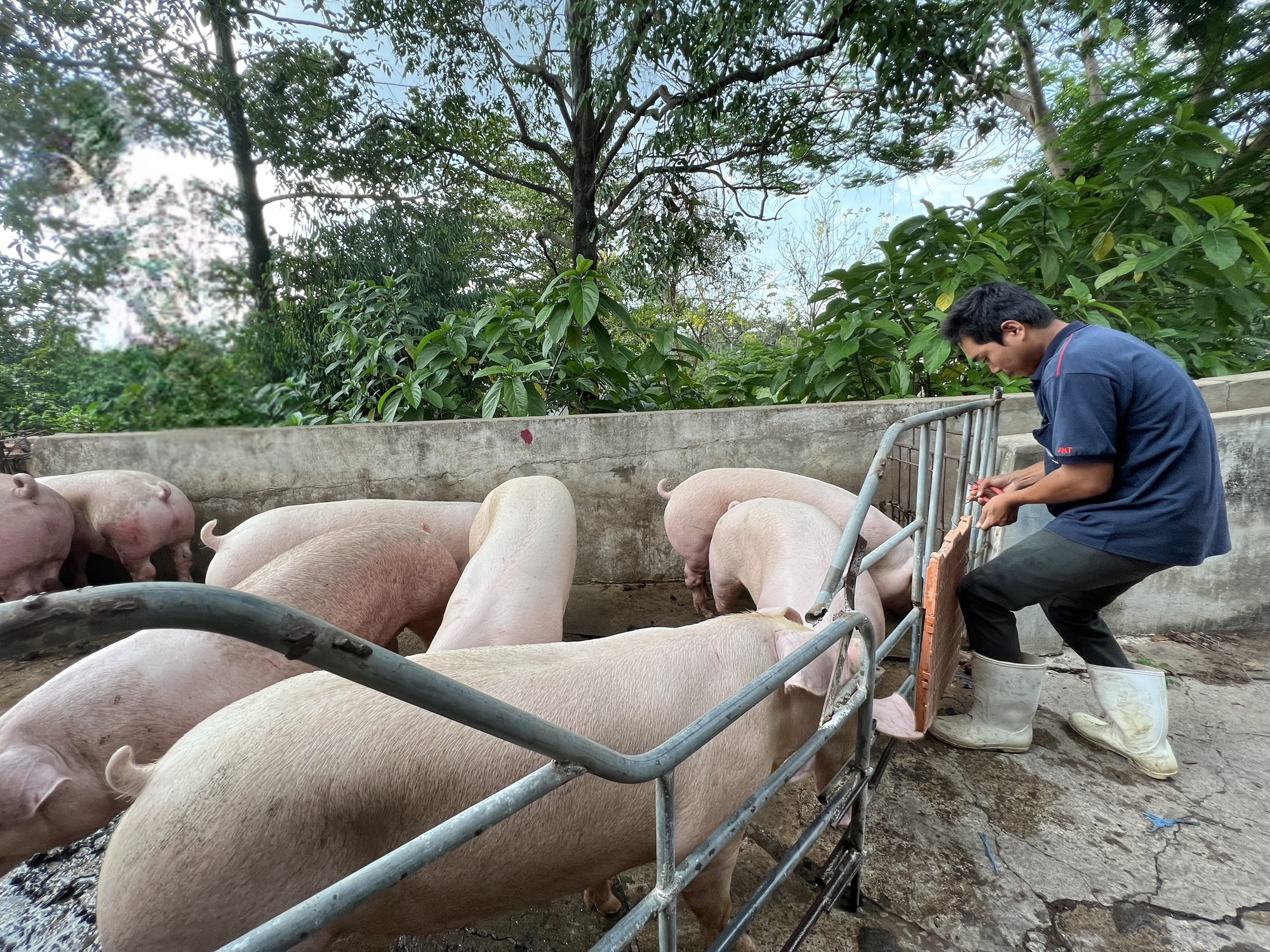 Kỳ t&iacute;ch vắc-xin dịch tả heo ch&acirc;u Phi - Ảnh 1.