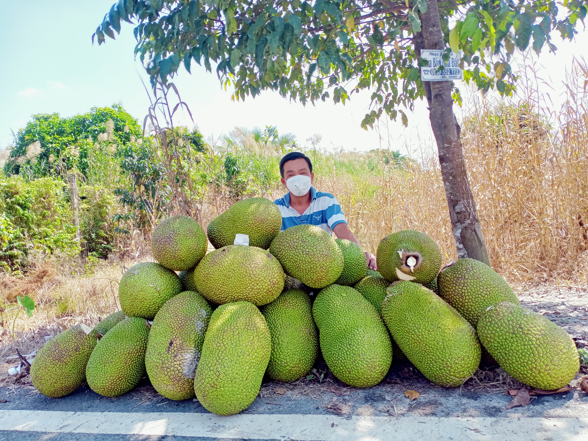 Xây dựng nhãn hiệu tập thể "Mít Hậu Giang"