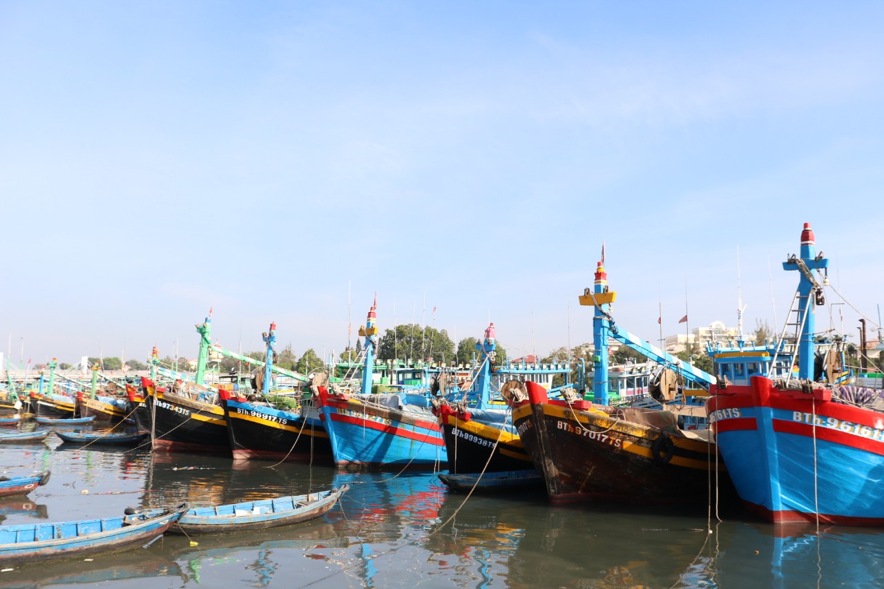 Tàu cá nằm bờ hàng loạt