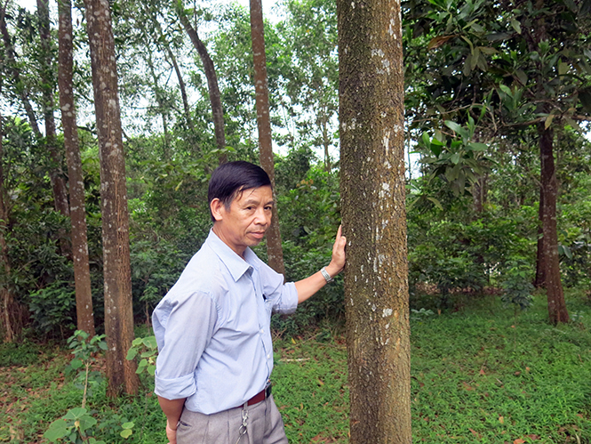Khởi tố nguyên Bí thư xã thuê người chặt phá rừng của dân
