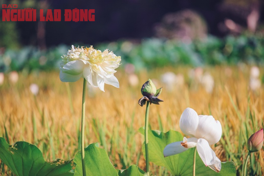 M&aacute;t l&agrave;nh ng&agrave;y hạ - Ảnh 5.