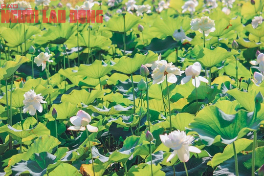 M&aacute;t l&agrave;nh ng&agrave;y hạ - Ảnh 4.