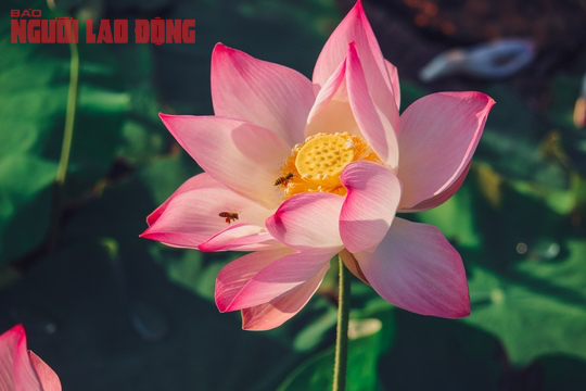 M&aacute;t l&agrave;nh ng&agrave;y hạ - Ảnh 7.
