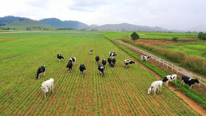 Vinamilk vào Top 5 cổ phiếu đáng quan tâm của Đông Nam Á - Ảnh 3.