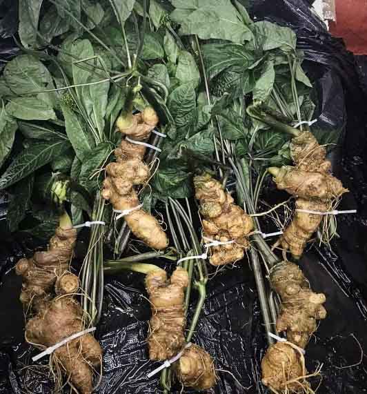 Tam thất sẽ không còn khan hiếm