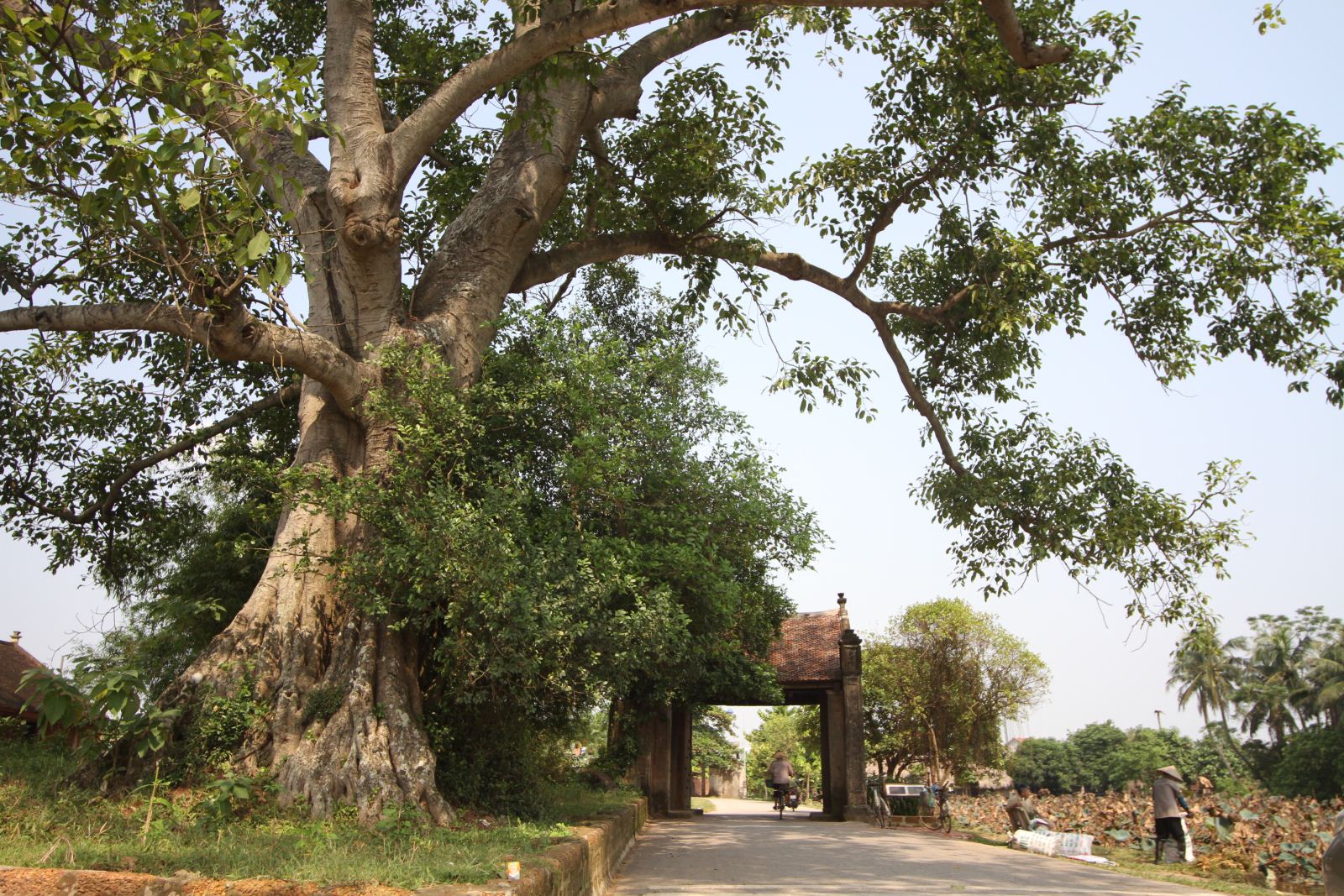 Bình dị quê mình
