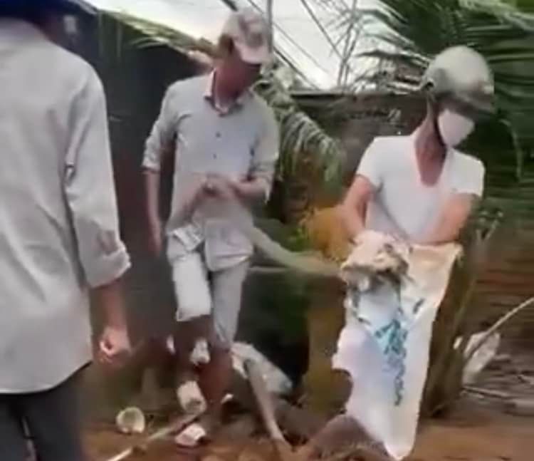 Bị răng rắn hổ mang chúa găm vào tay, 1 người ở Đồng Nai tử vong sau 2 ngày