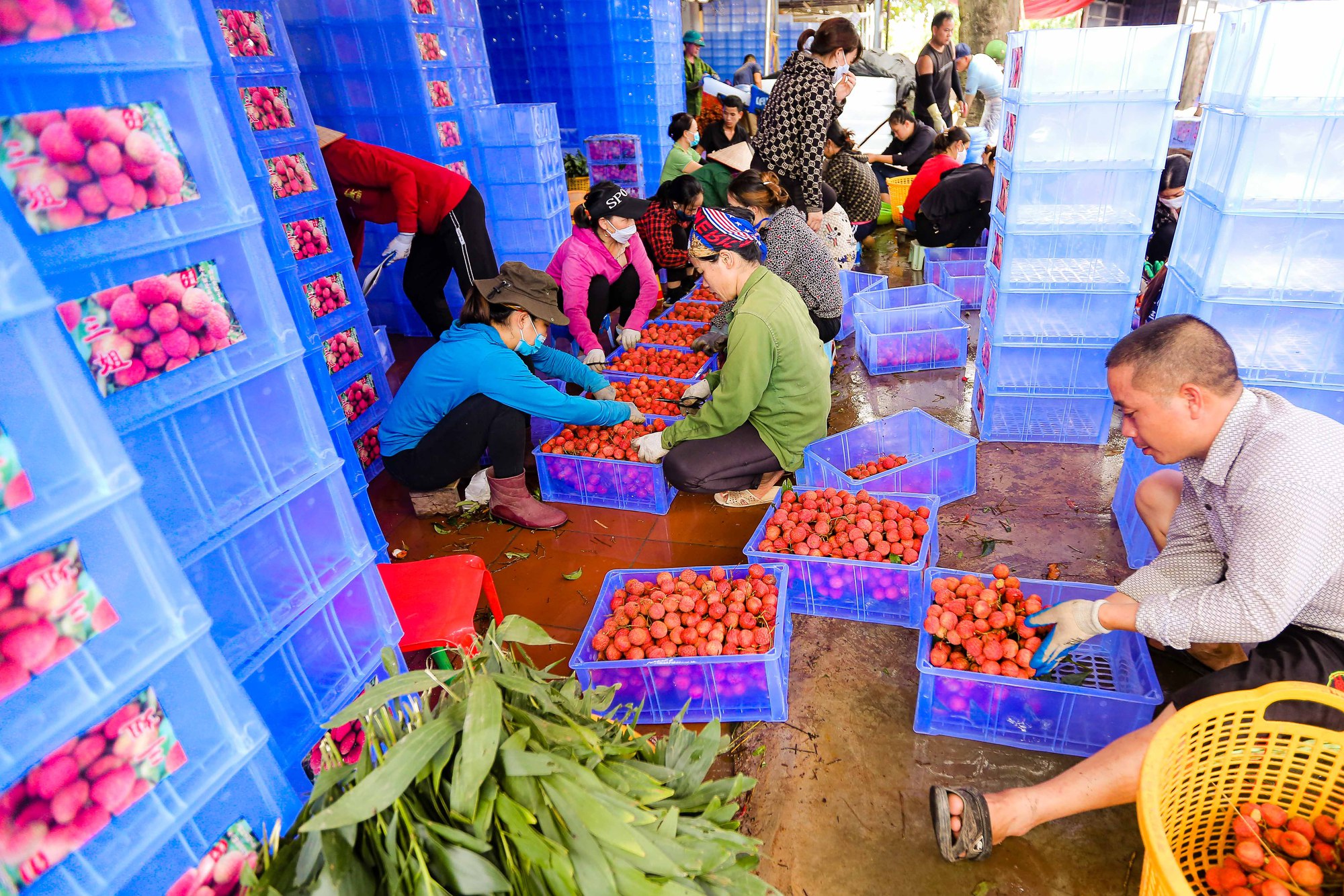 B&aacute;n sức lấy tiền, phu vải kiếm tiền triệu mỗi ng&agrave;y - Ảnh 11.