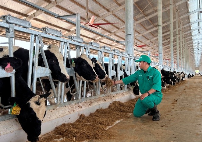 Hành trình đàn bò sữa 1.000 con của Vinamilk từ Mỹ “quá cảnh” Việt Nam để về trang trại Lào
