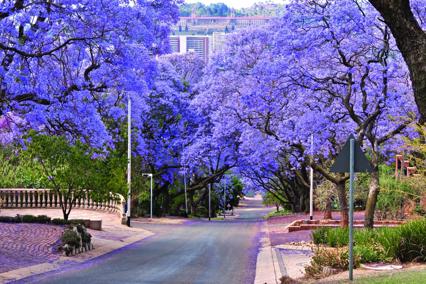 Phượng tím Jacaranda khoe sắc giữa mùa xuân Nam Phi