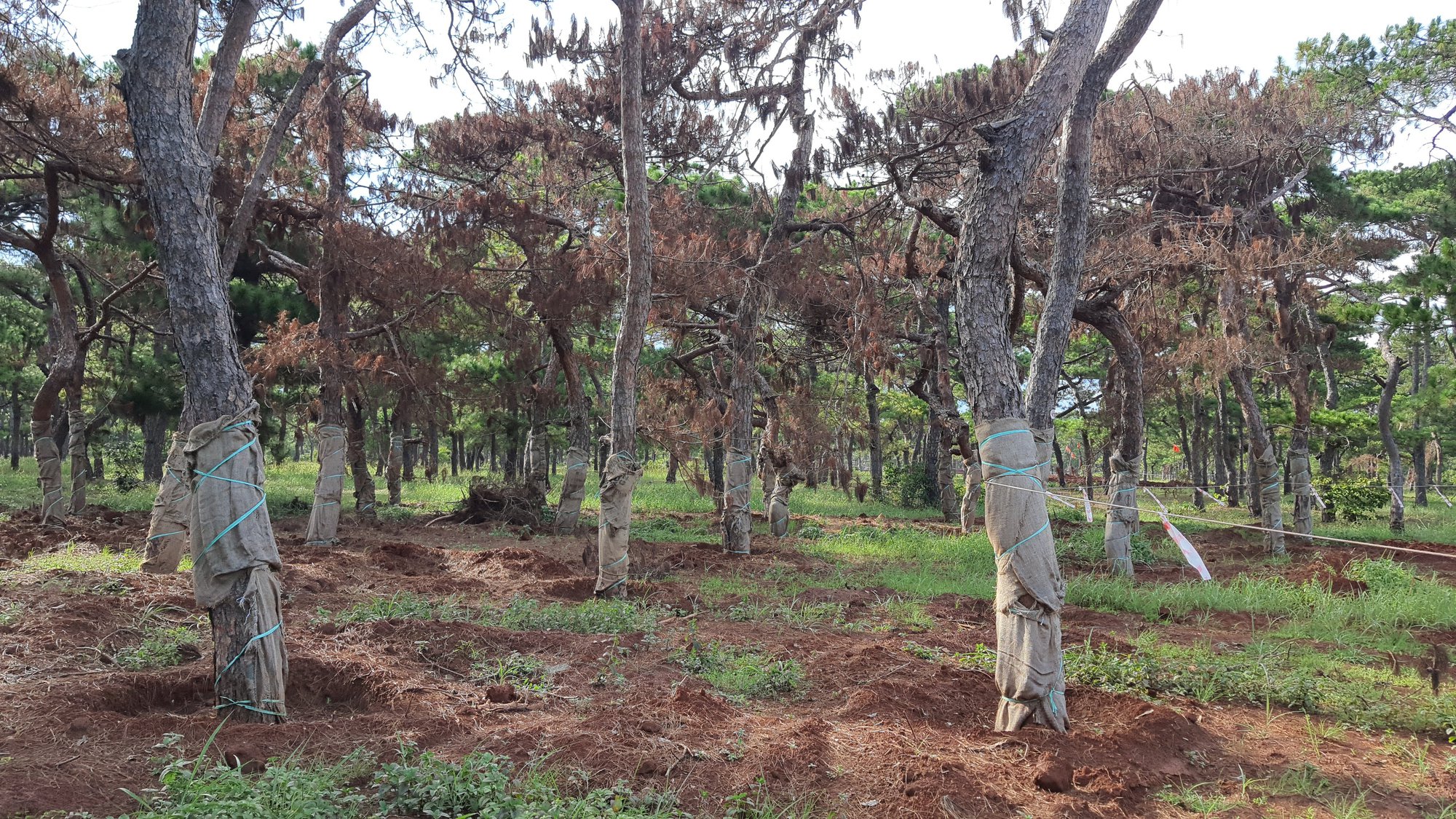 Gia Lai yêu cầu FLC chấm dứt di thực thông tại Dự án sân golf Đak Đoa - Ảnh 1.