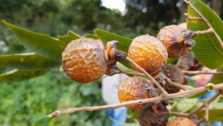 "Vị ngọt" bồ hòn cho người trồng
