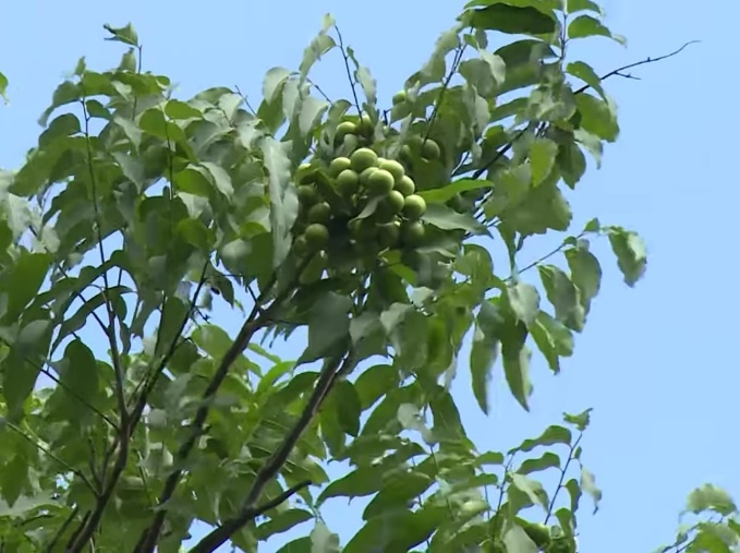 Vị ngọt bồ h&ograve;n cho người trồng - Ảnh 1.
