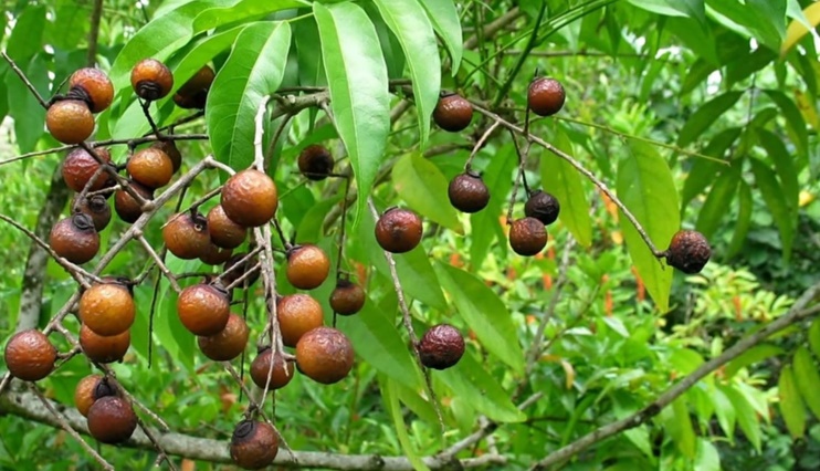 Vị ngọt bồ h&ograve;n cho người trồng - Ảnh 4.