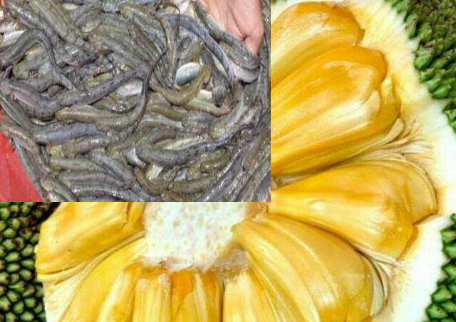 Cá kèo tăng giá kỷ lục, mít Thái ném xuống ao cho cá ăn
