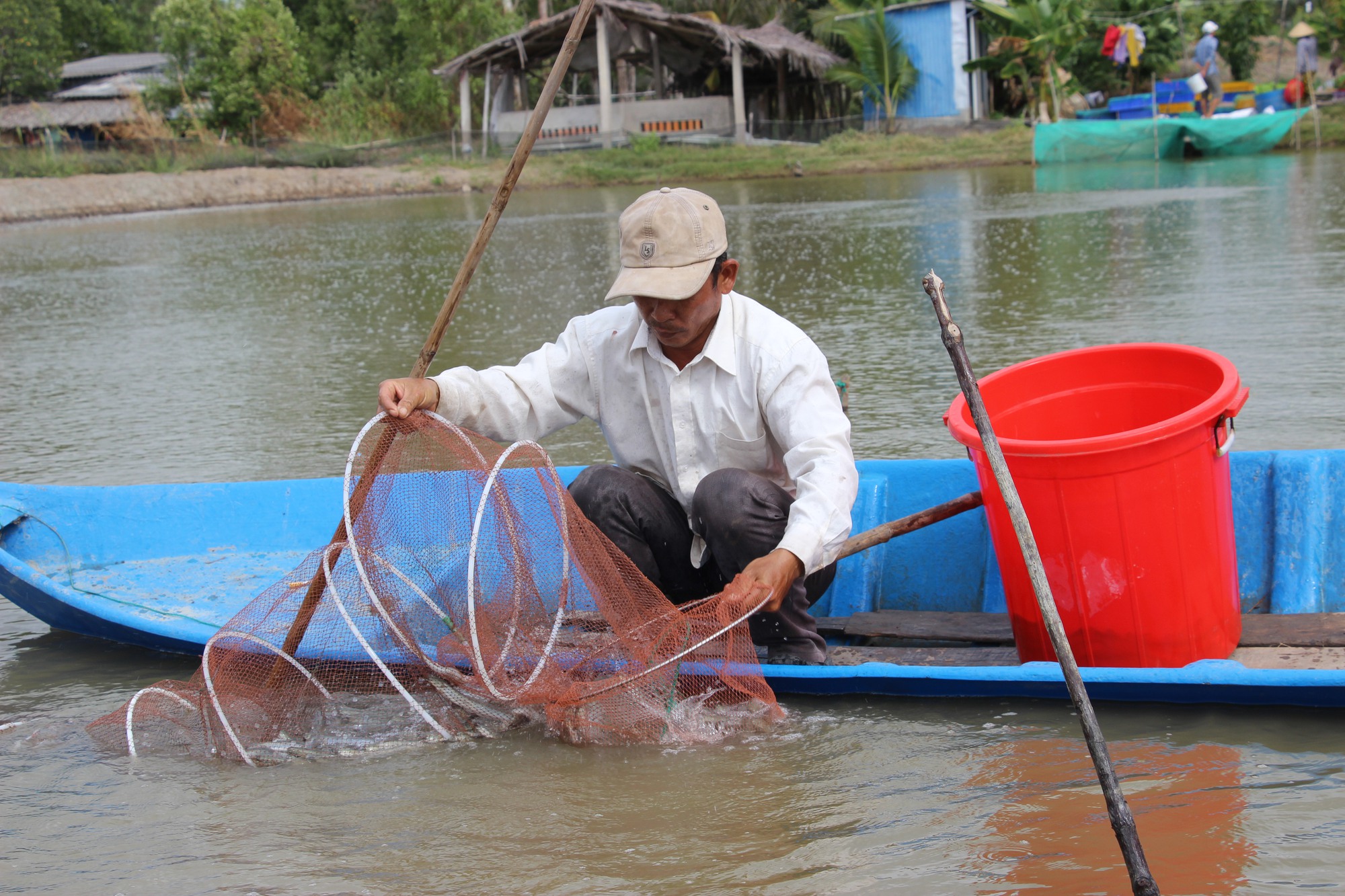 C&aacute; k&egrave;o tăng gi&aacute; kỷ lục, m&iacute;t Th&aacute;i n&eacute;m xuống ao cho c&aacute; ăn - Ảnh 2.