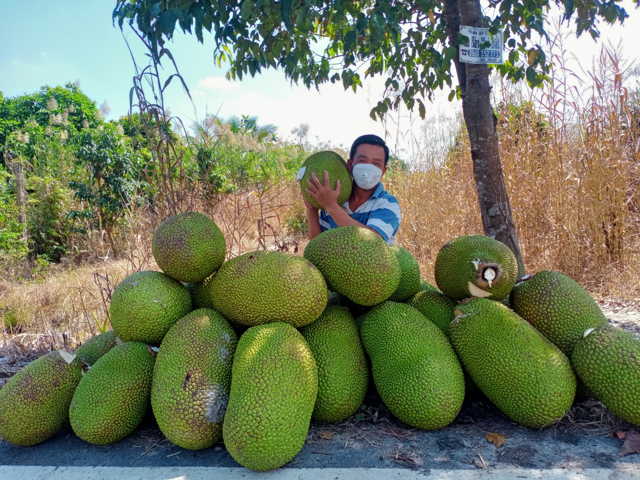 C&aacute; k&egrave;o tăng gi&aacute; kỷ lục, m&iacute;t Th&aacute;i n&eacute;m xuống ao cho c&aacute; ăn - Ảnh 4.