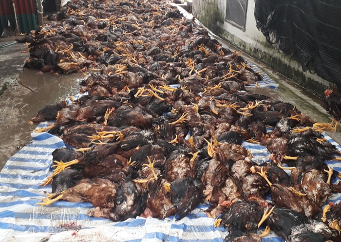 Sét đánh chết gần 6.000 con gà trong trang trại