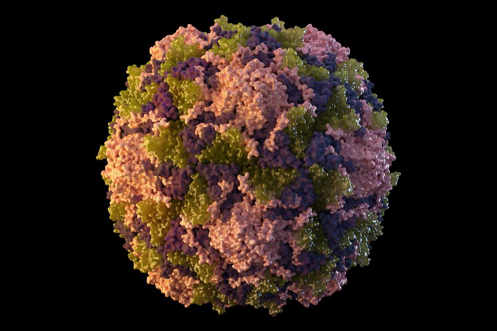 Mỹ: Bệnh biến mất 10 năm tái xuất do virus "rơi" ra từ vắc-xin sống?