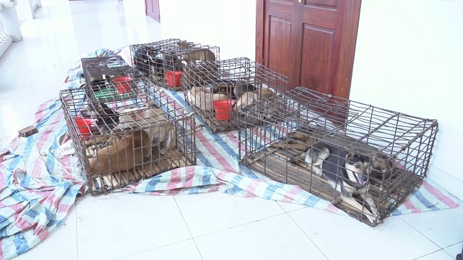 T&igrave;m nạn nh&acirc;n của nh&oacute;m &ldquo;cẩu tặc&rdquo; đi &ocirc;t&ocirc; trộm gần 100 con ch&oacute; mỗi đ&ecirc;m - Ảnh 4.