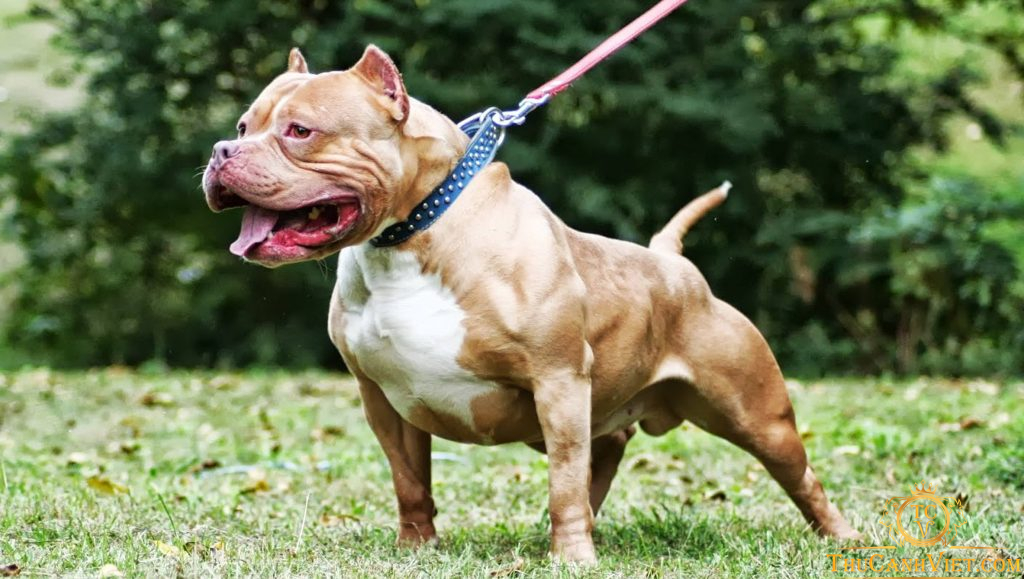 Bé trai ở Bình Phước bị chó Pitbull to lớn tấn công đến tử vong