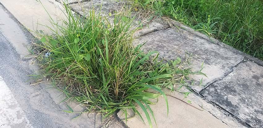 Lấp miệng cống hộp, kh&ocirc;ng ngập mới lạ! - Ảnh 1.