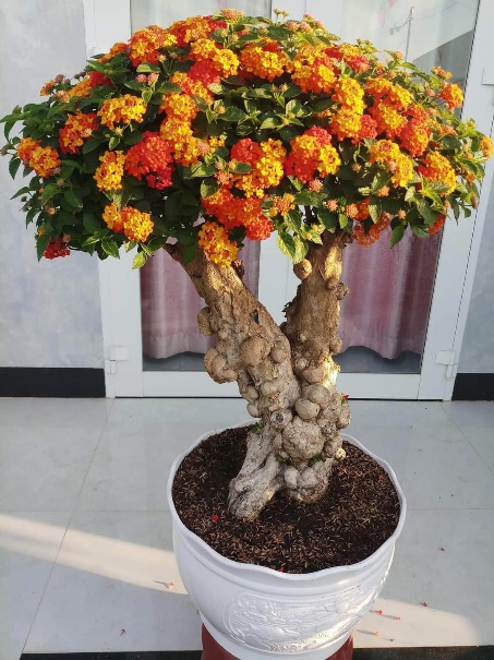 Biến cây dại thành bonsai bạc triệu