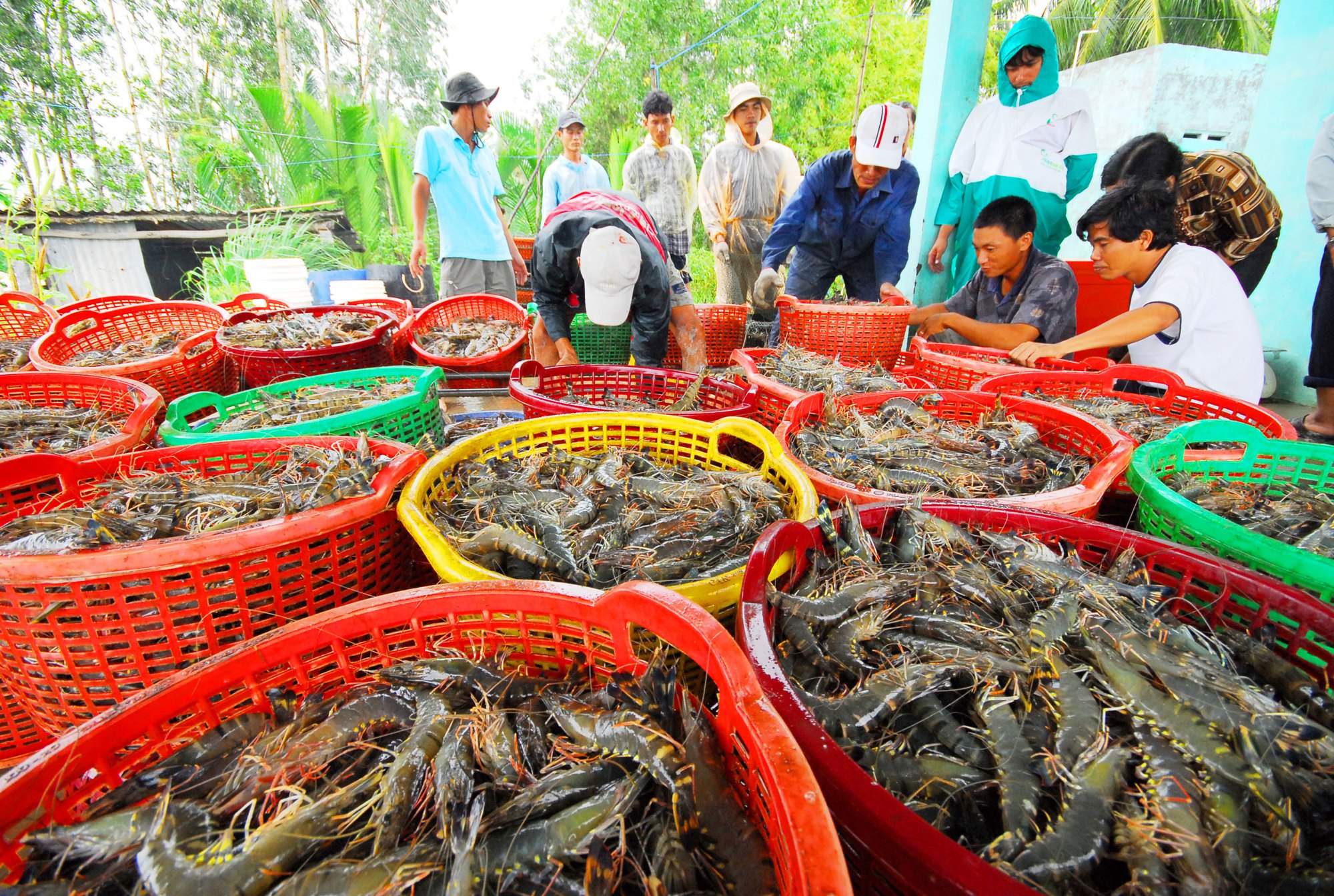 Xuất khẩu tôm gặp khó