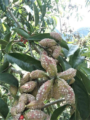 Cây dổi bên hiên nhà