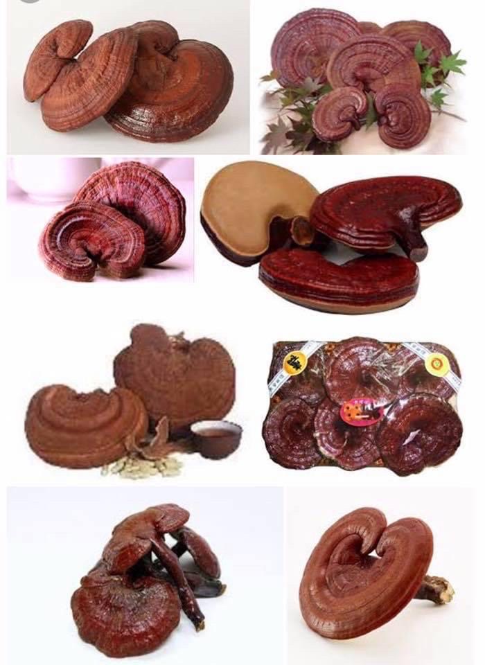 Song Anh Organic: Điểm đến của các sản phẩm dược liệu chất lượng - Ảnh 2.