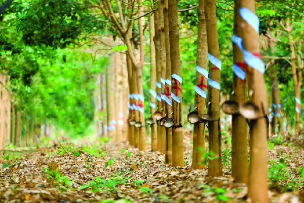 Ngành cao su tiếp tục tăng trưởng tốt