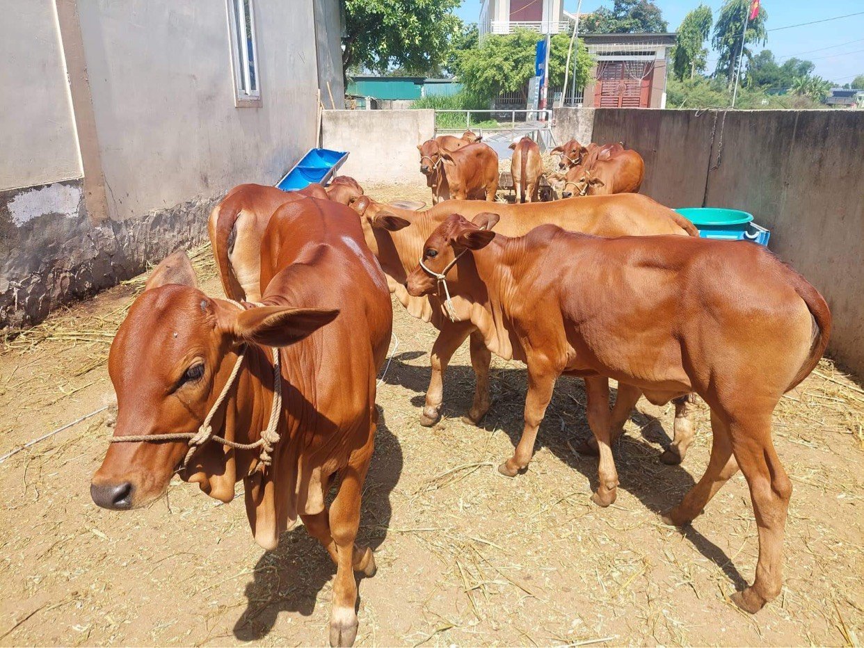 BTC Hoa hậu Doanh nh&acirc;n Việt Nam tặng b&ograve; ở Đ&agrave; Nẵng - Ảnh 3.