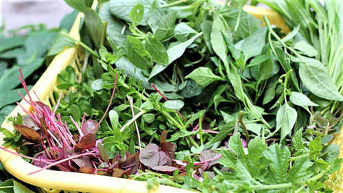 Nhớ bát canh tập tàng